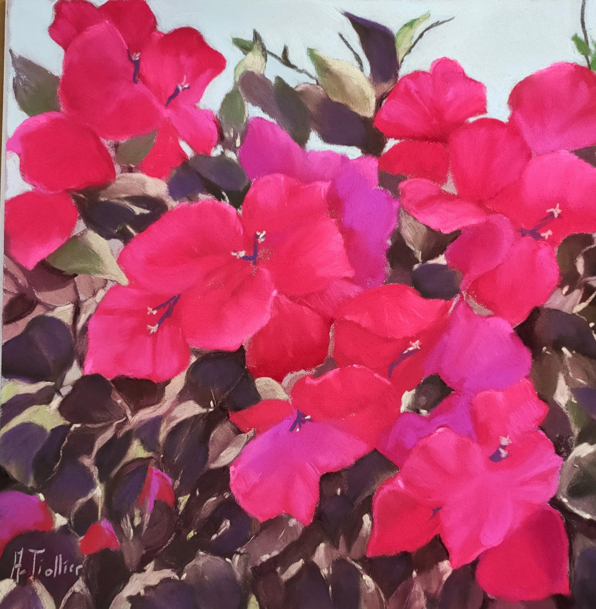 Rose flamboyant, pastel(*)-30x30cm